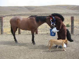 фото с www.trial-horse.livejournal.com